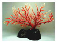 天然珊瑚　原木